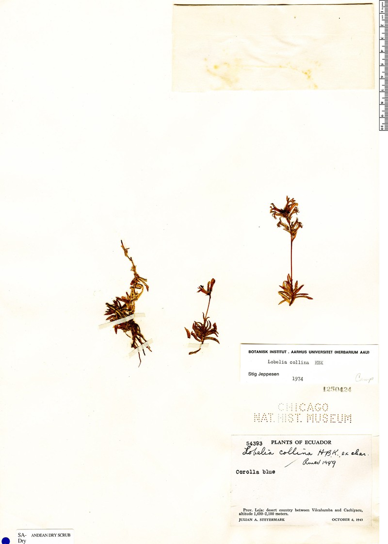 Lobelia collina