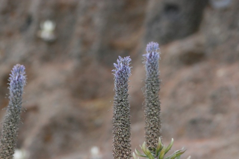 Lobelia columnaris photo 3