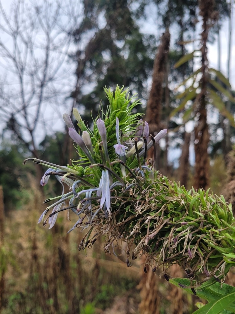 Lobelia columnaris photo 5