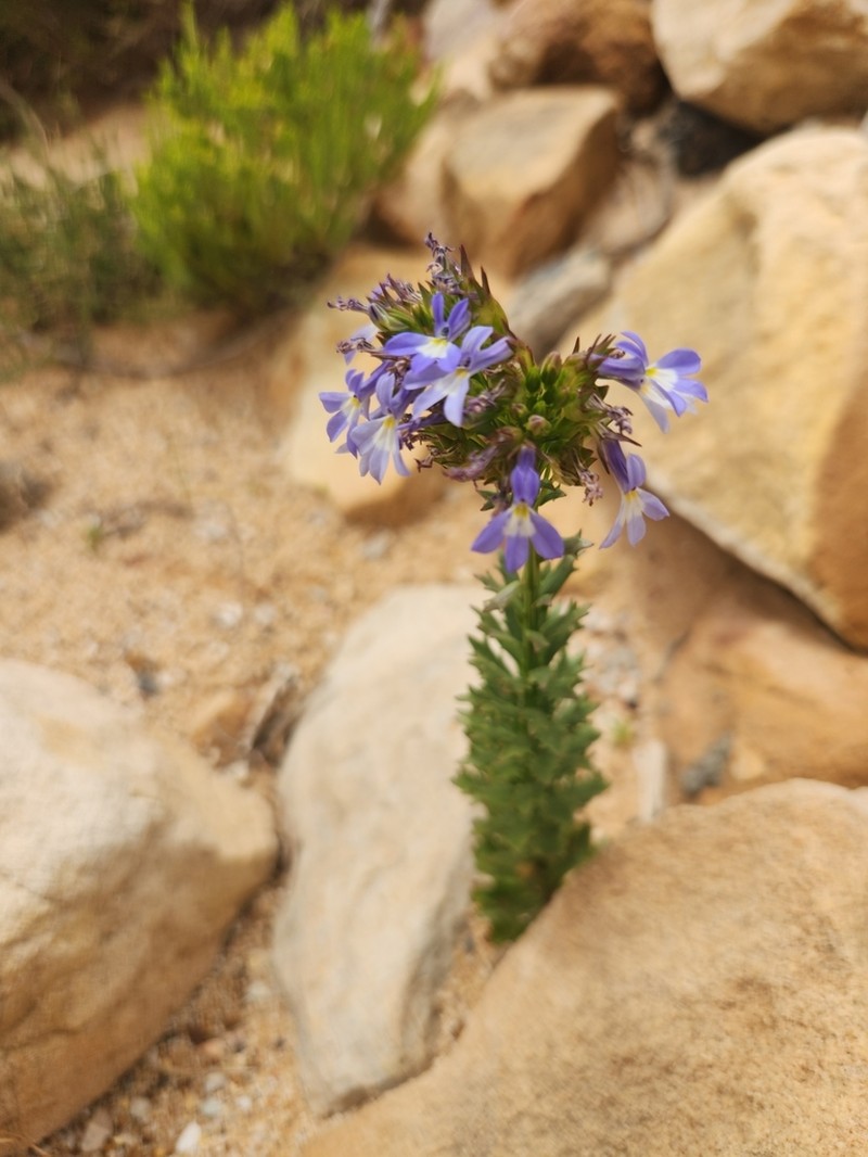 Lobelia comosa