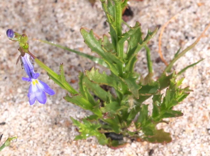 Lobelia comosa photo 2