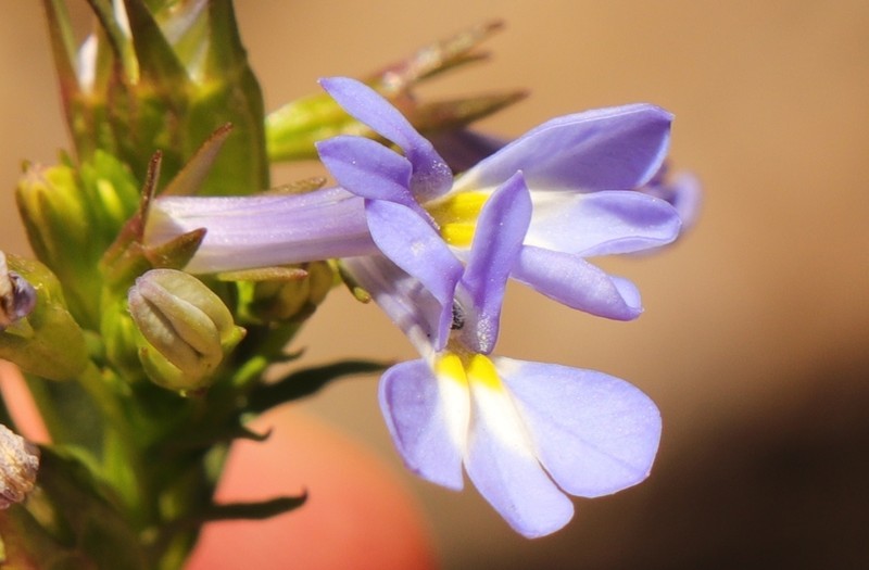 Lobelia comosa photo 3
