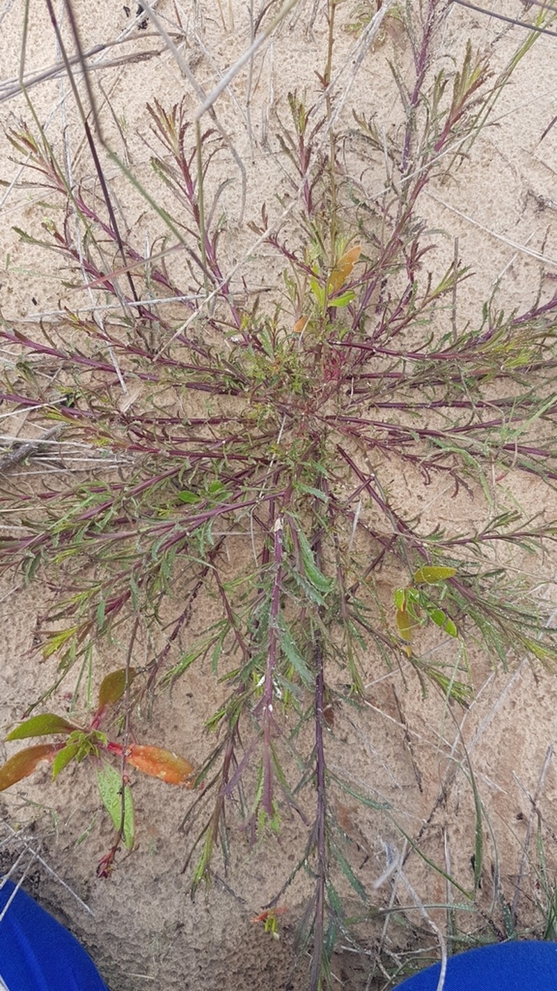 Lobelia comosa photo 4