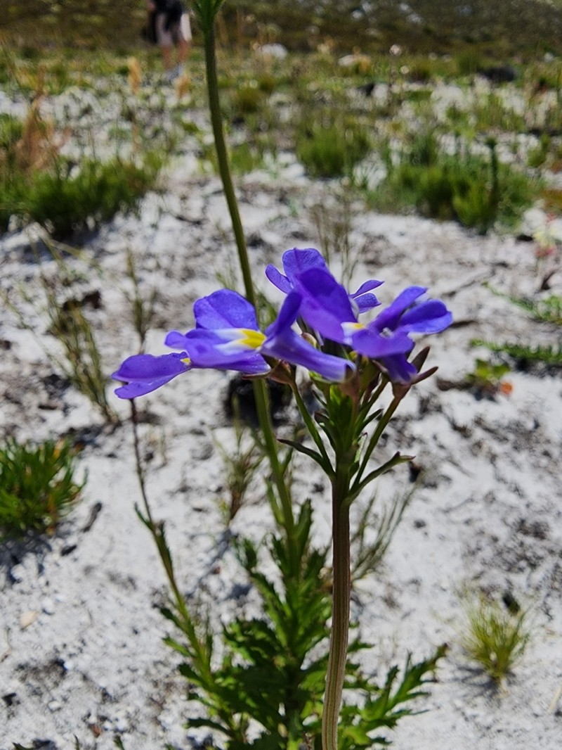 Lobelia comosa photo 5