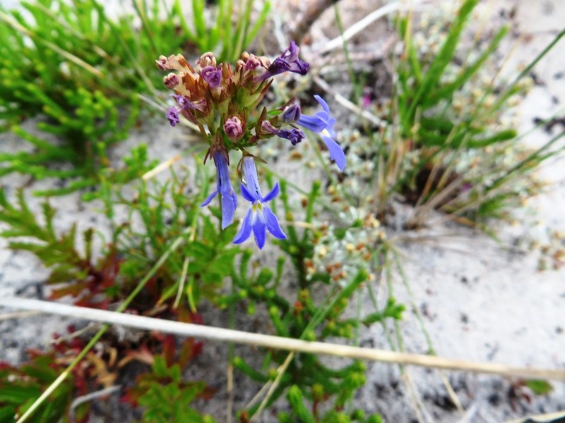 Lobelia comosa photo 6