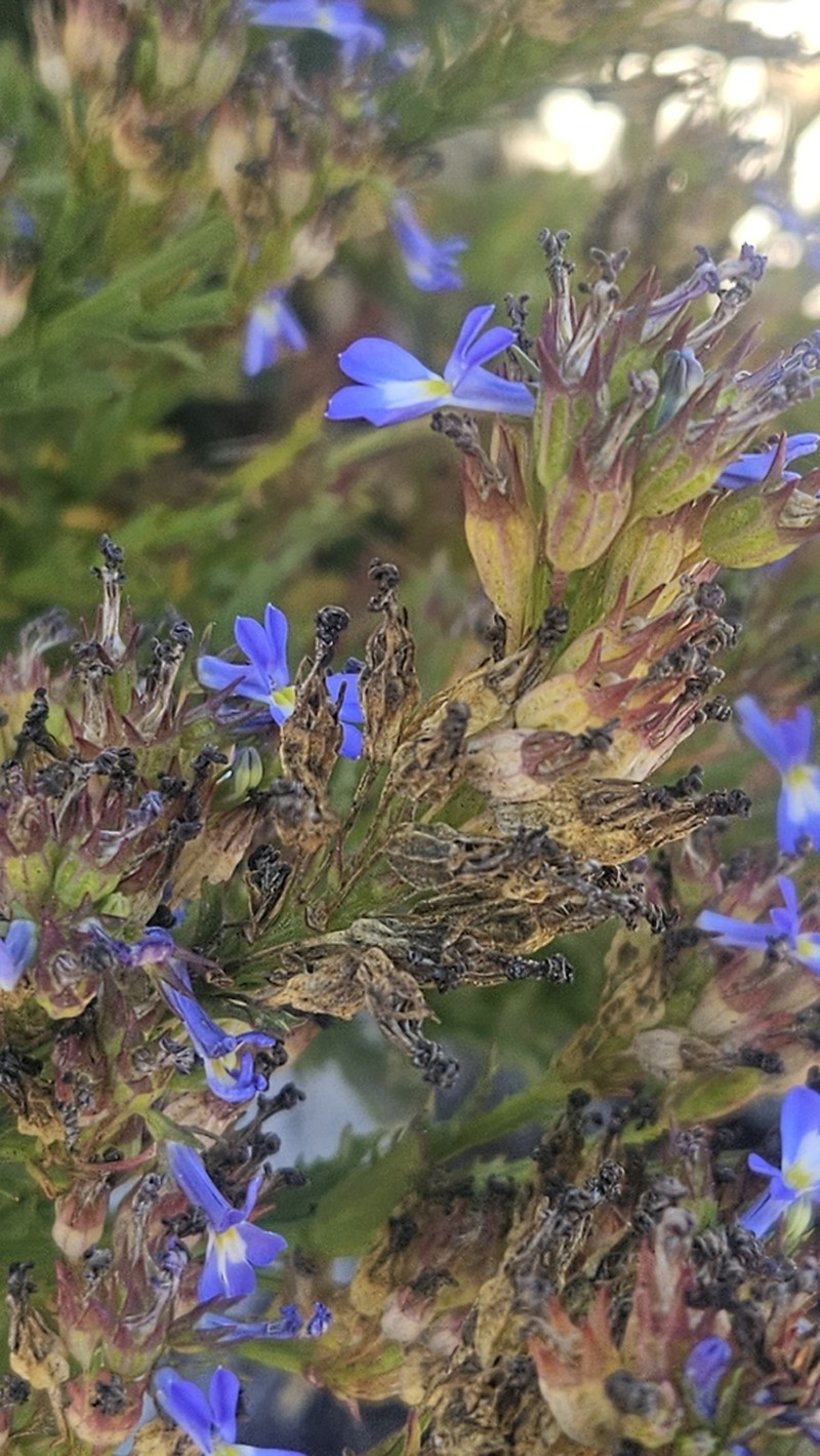 Lobelia comosa photo 8
