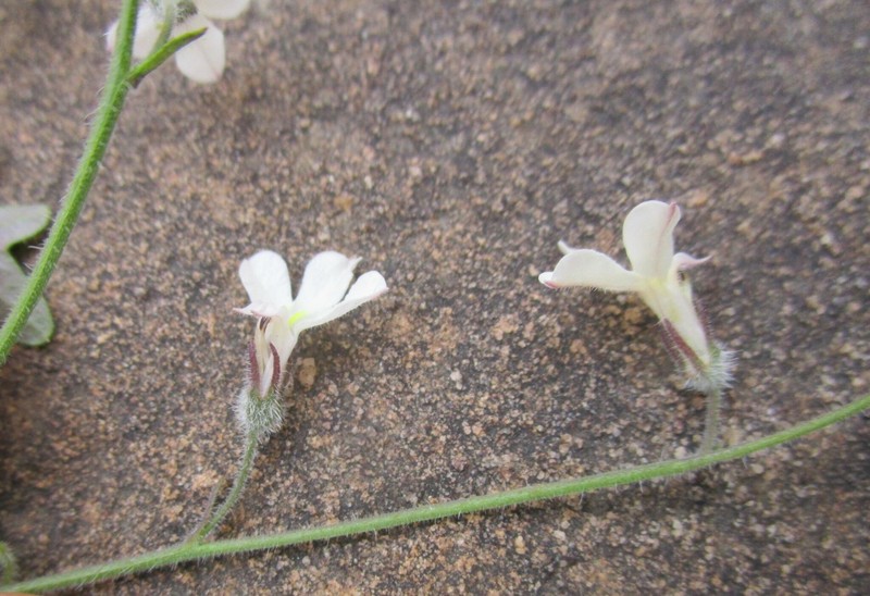Lobelia comptonii photo 2