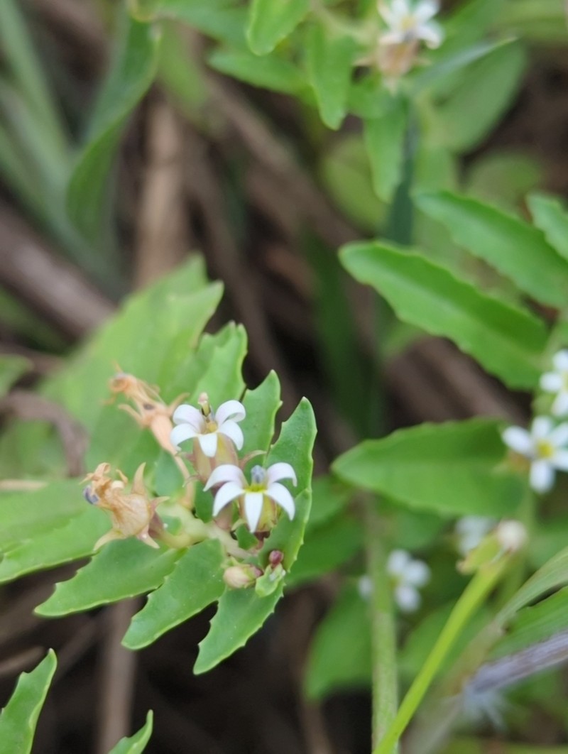 Lobelia concolor