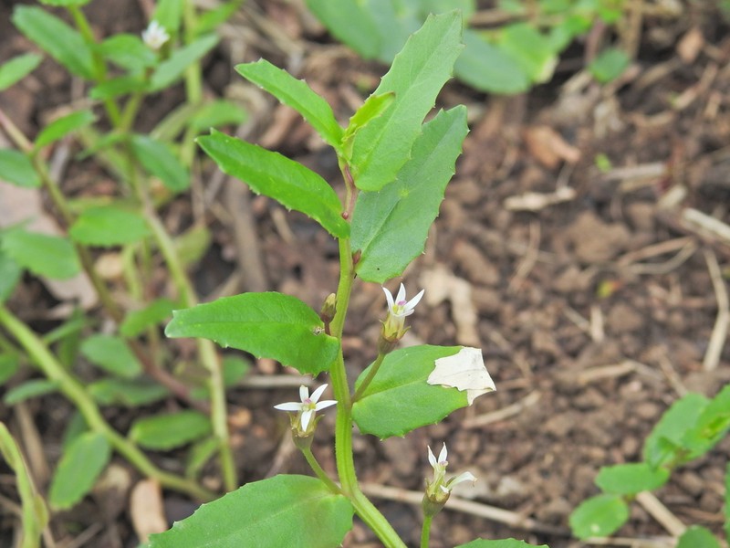 Lobelia concolor photo 2