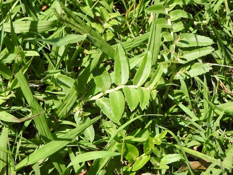 Lobelia concolor photo 4