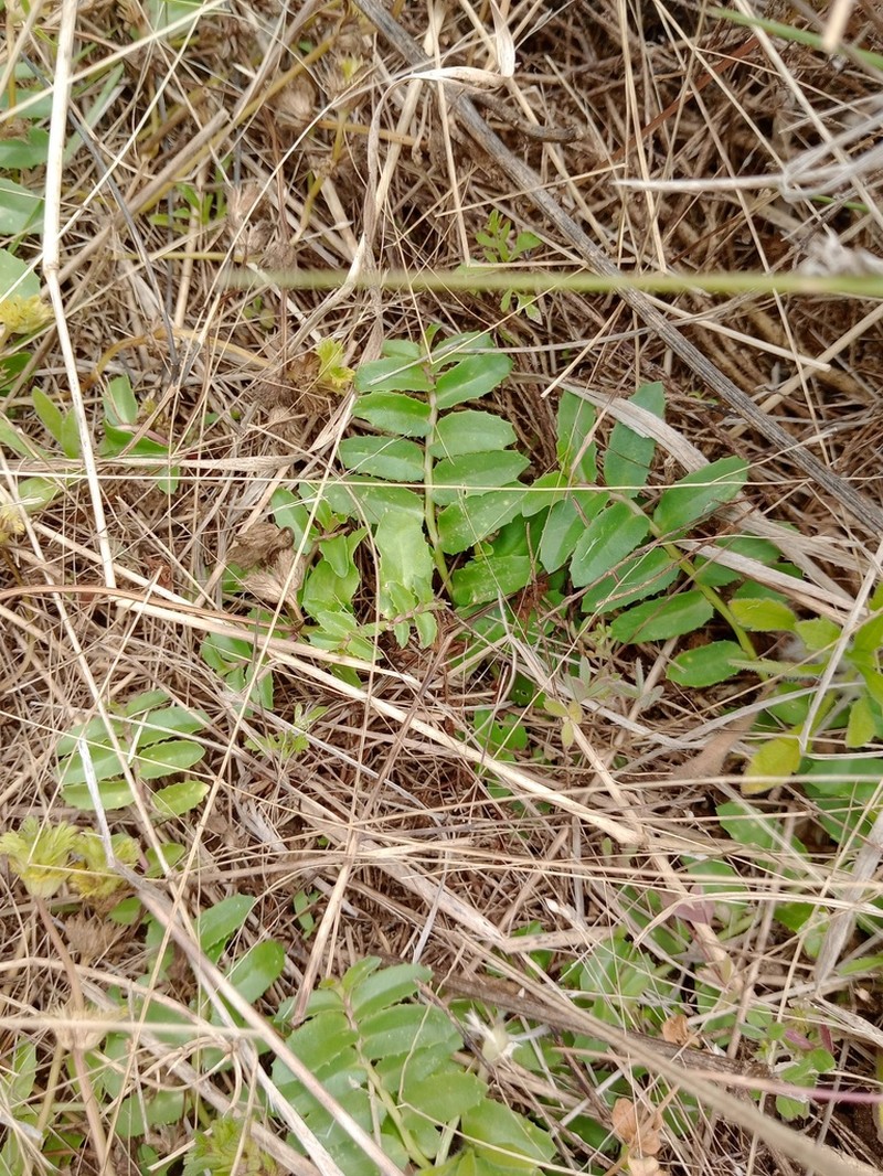 Lobelia concolor photo 7