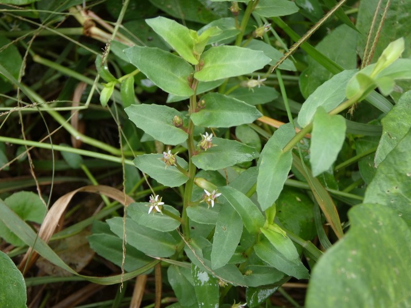 Lobelia concolor photo 8