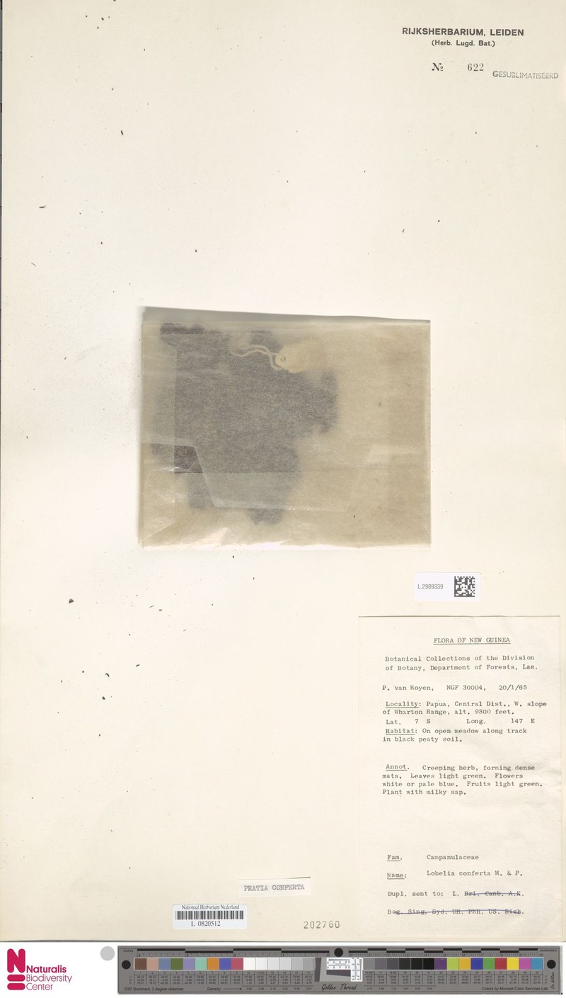Lobelia conferta photo 2