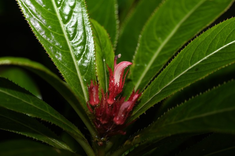 Lobelia conglobata