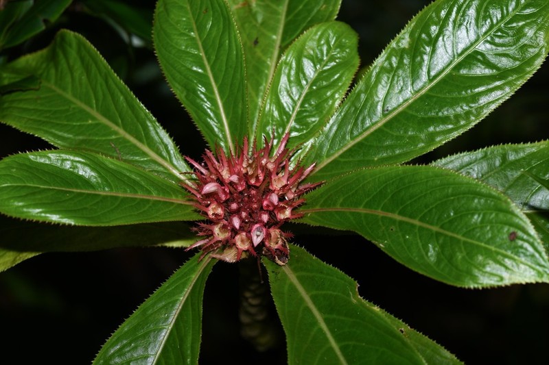 Lobelia conglobata photo 3