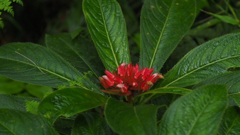 Lobelia conglobata photo 4