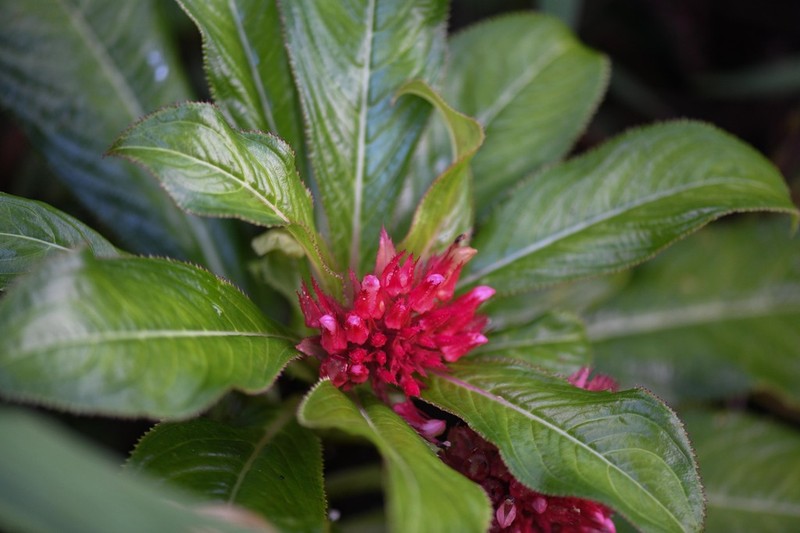 Lobelia conglobata photo 5