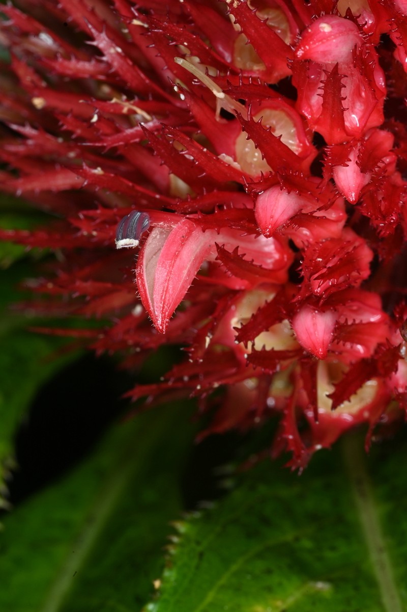 Lobelia conglobata photo 8