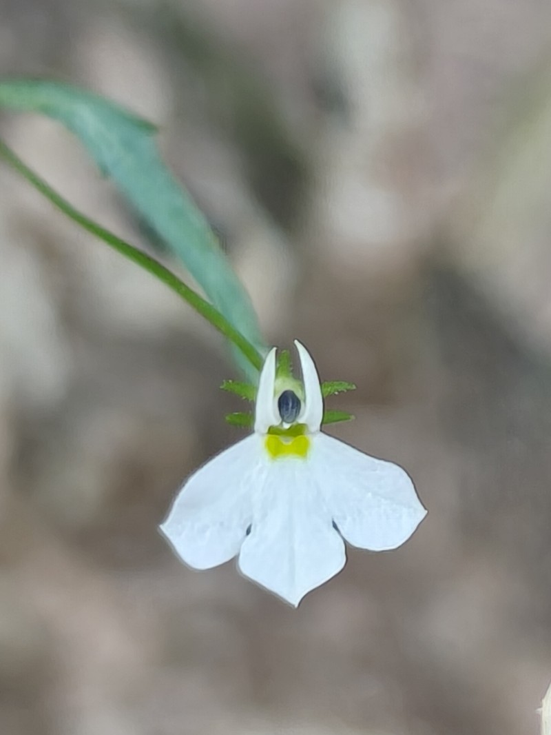 Lobelia cordifolia