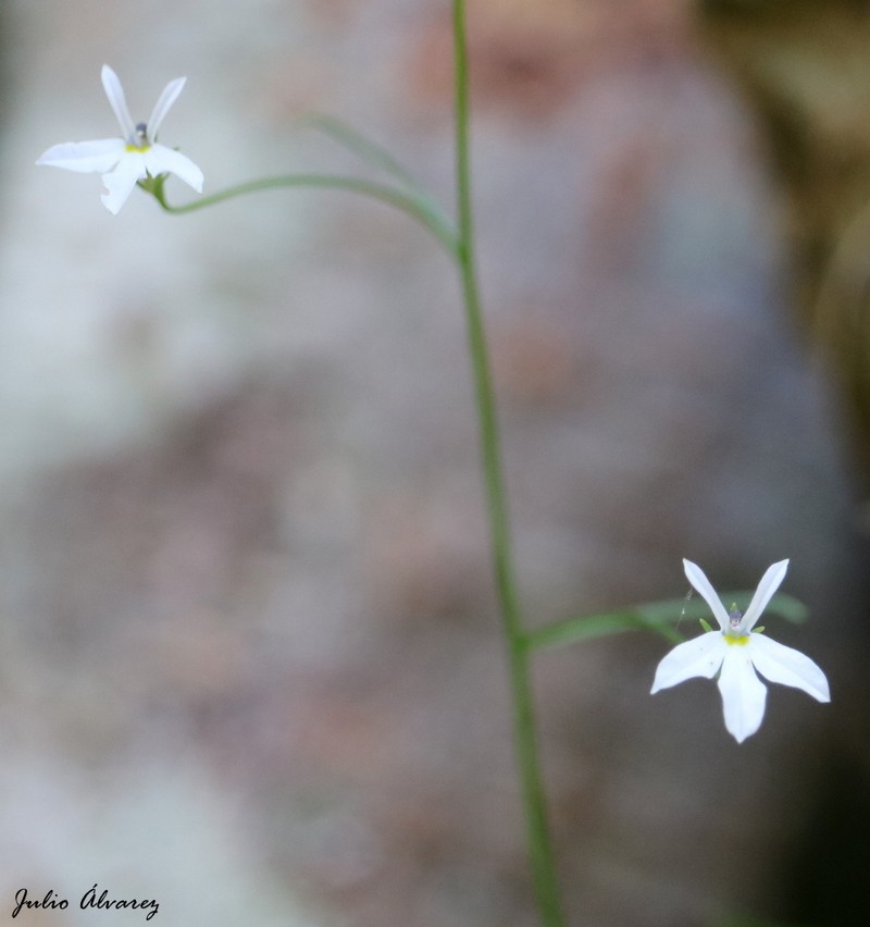 Lobelia cordifolia photo 2