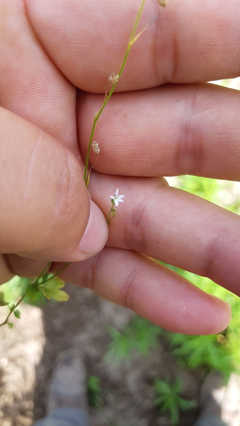 Lobelia cordifolia photo 3