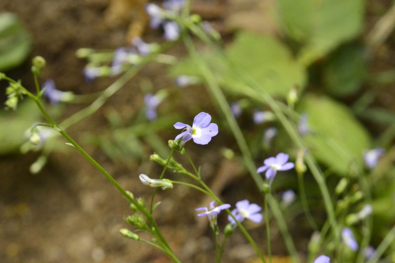 Lobelia cordifolia photo 4