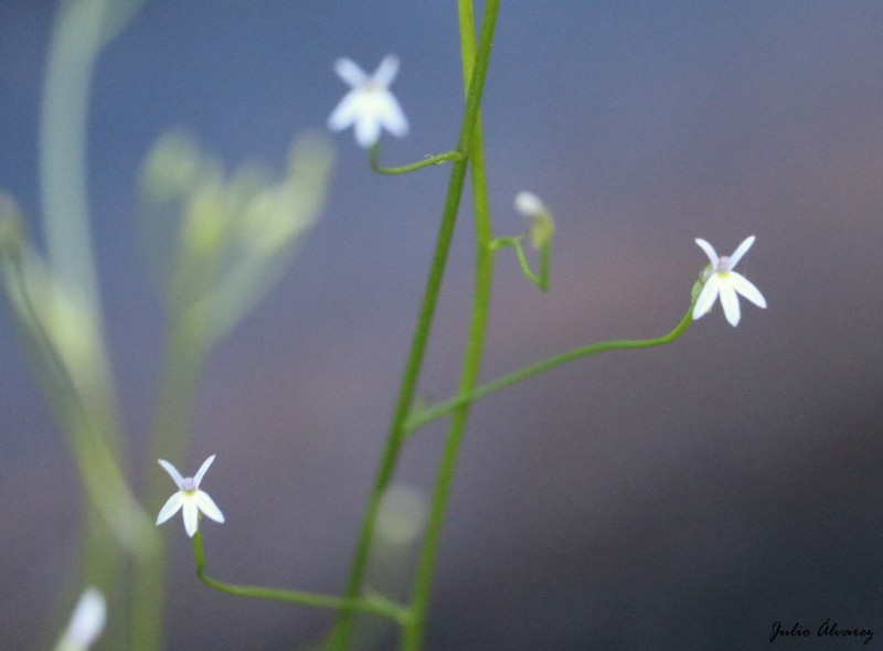 Lobelia cordifolia photo 5