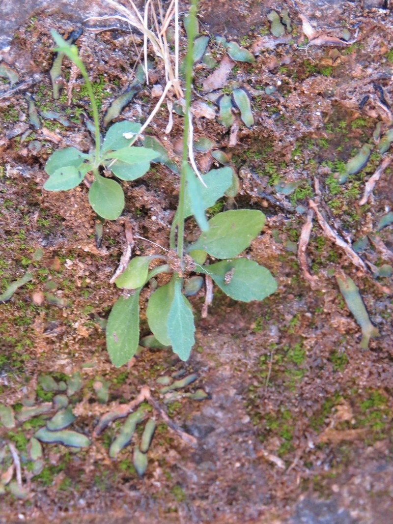 Lobelia cordifolia photo 6