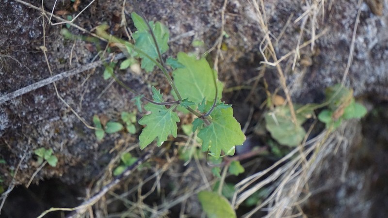 Lobelia cordifolia photo 7