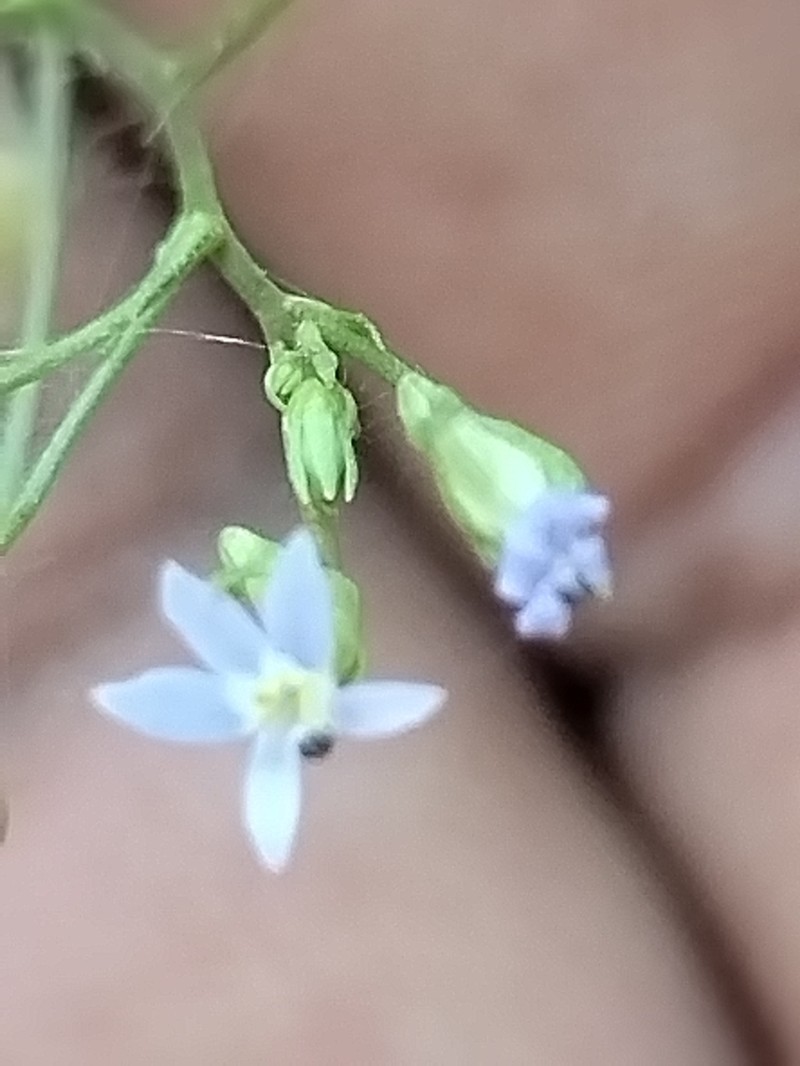Lobelia cordifolia photo 8