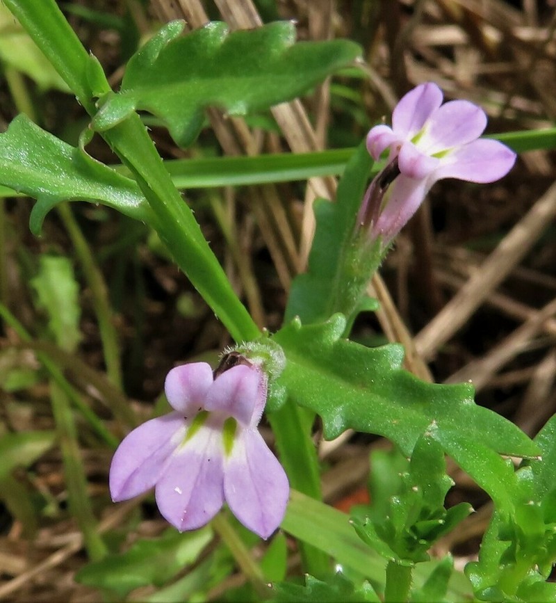 Lobelia corniculata