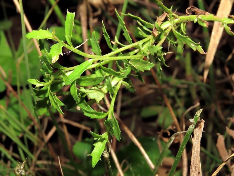 Lobelia corniculata photo 2
