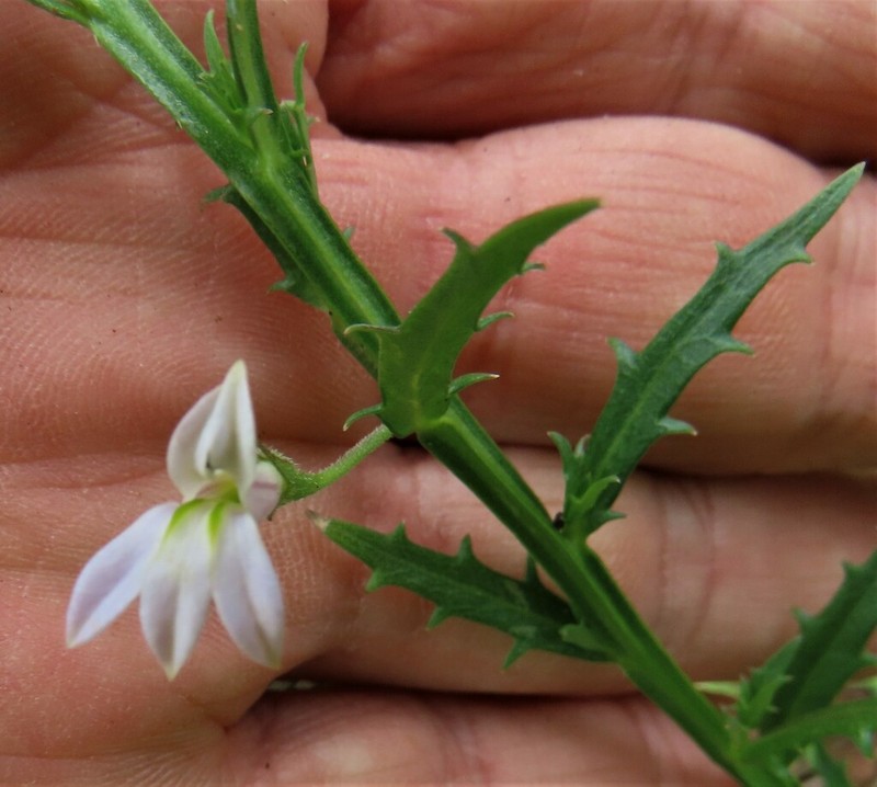 Lobelia corniculata photo 3