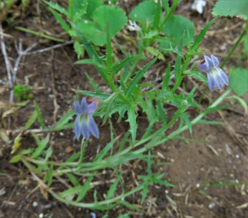 Lobelia corniculata photo 5