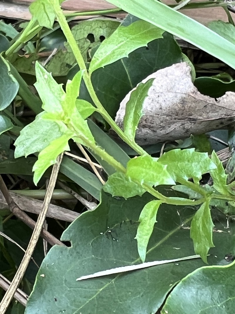 Lobelia corniculata photo 8