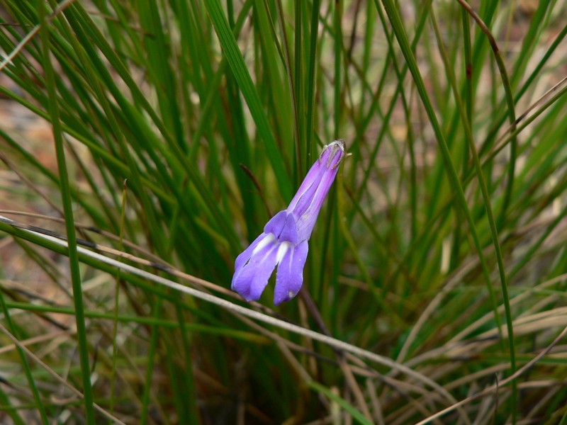 Lobelia coronopifolia