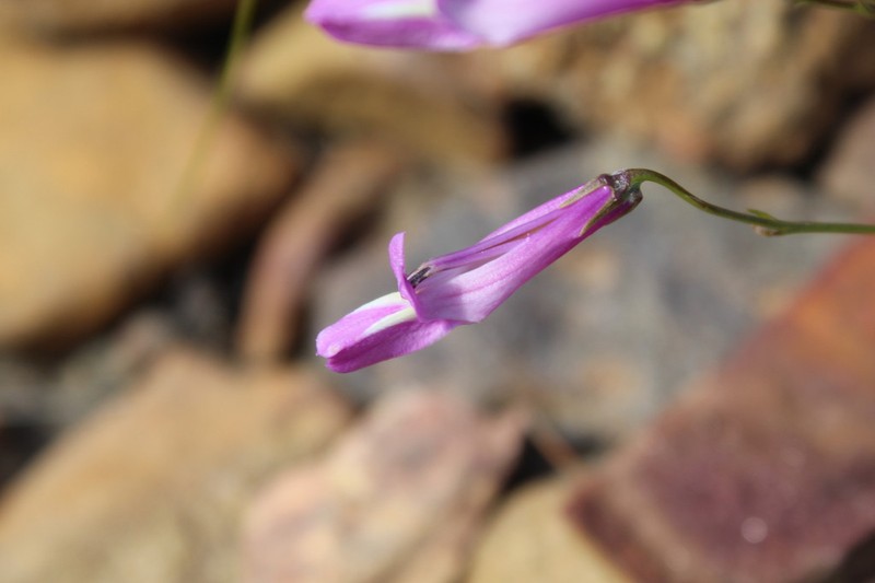 Lobelia coronopifolia photo 2