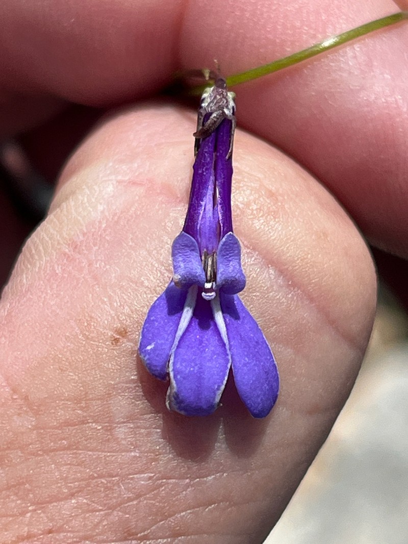 Lobelia coronopifolia photo 3