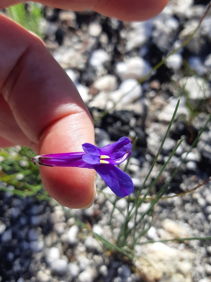Lobelia coronopifolia photo 4
