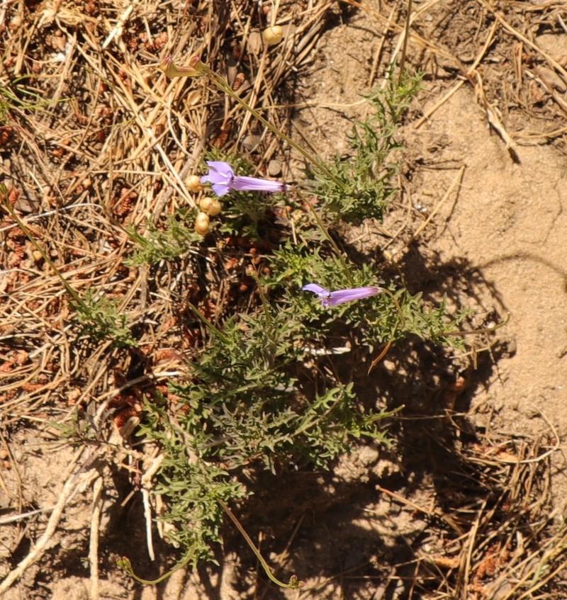Lobelia coronopifolia photo 5