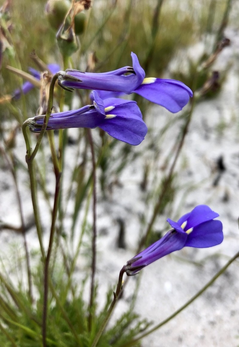 Lobelia coronopifolia photo 6