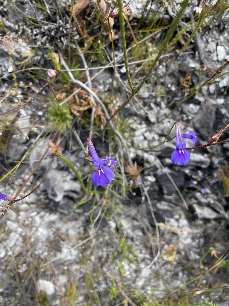 Lobelia coronopifolia photo 7