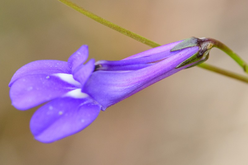 Lobelia coronopifolia photo 8