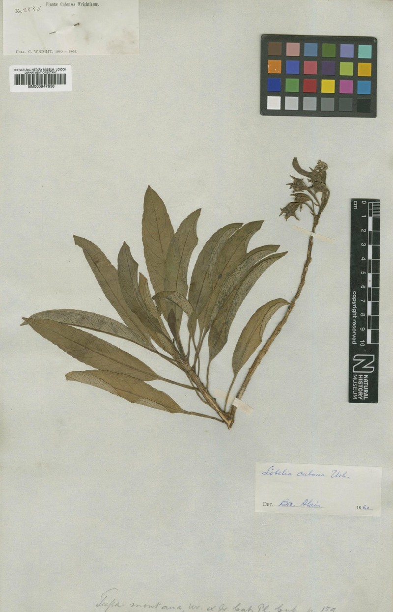 Lobelia cubana