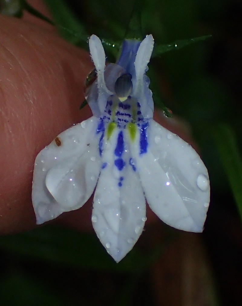 Lobelia cuneifolia