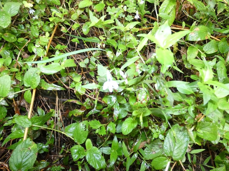 Lobelia cuneifolia photo 2
