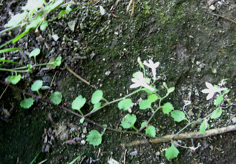 Lobelia cuneifolia photo 3