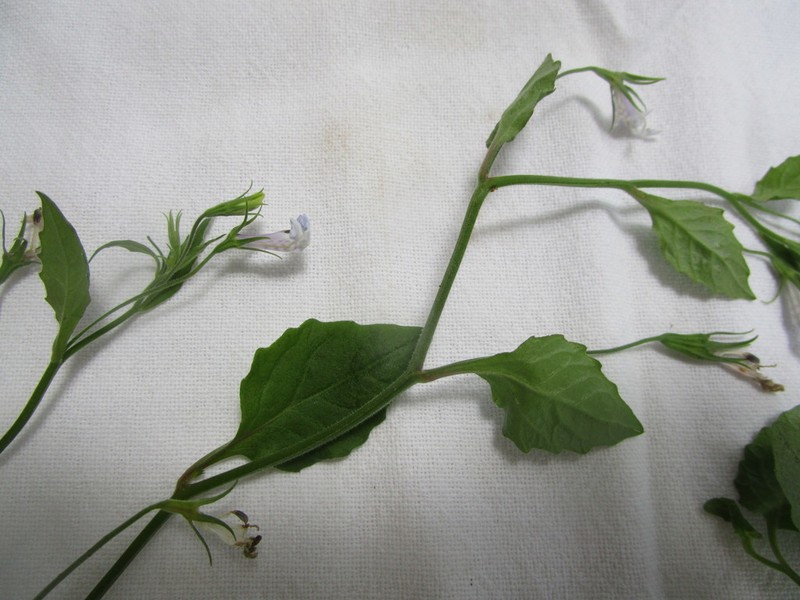 Lobelia cuneifolia photo 4