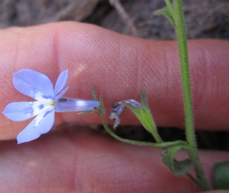 Lobelia cuneifolia photo 5
