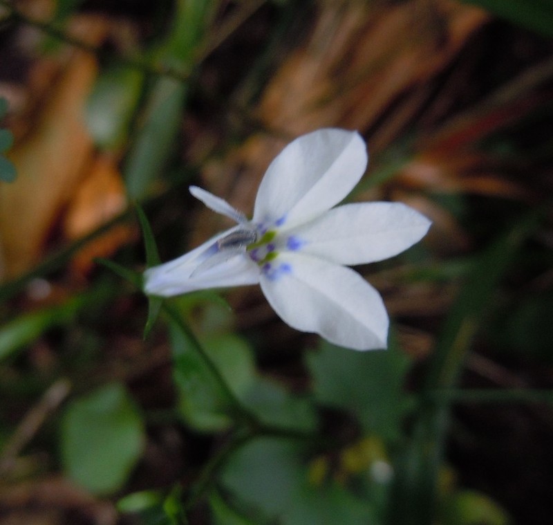 Lobelia cuneifolia photo 6